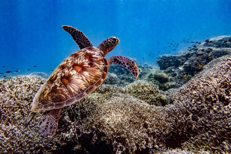 Zeeschildpad boven koraalrif in Moalboal Filipijnen